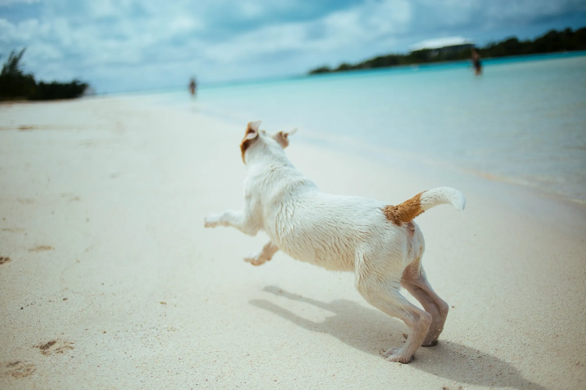 Cane al mare